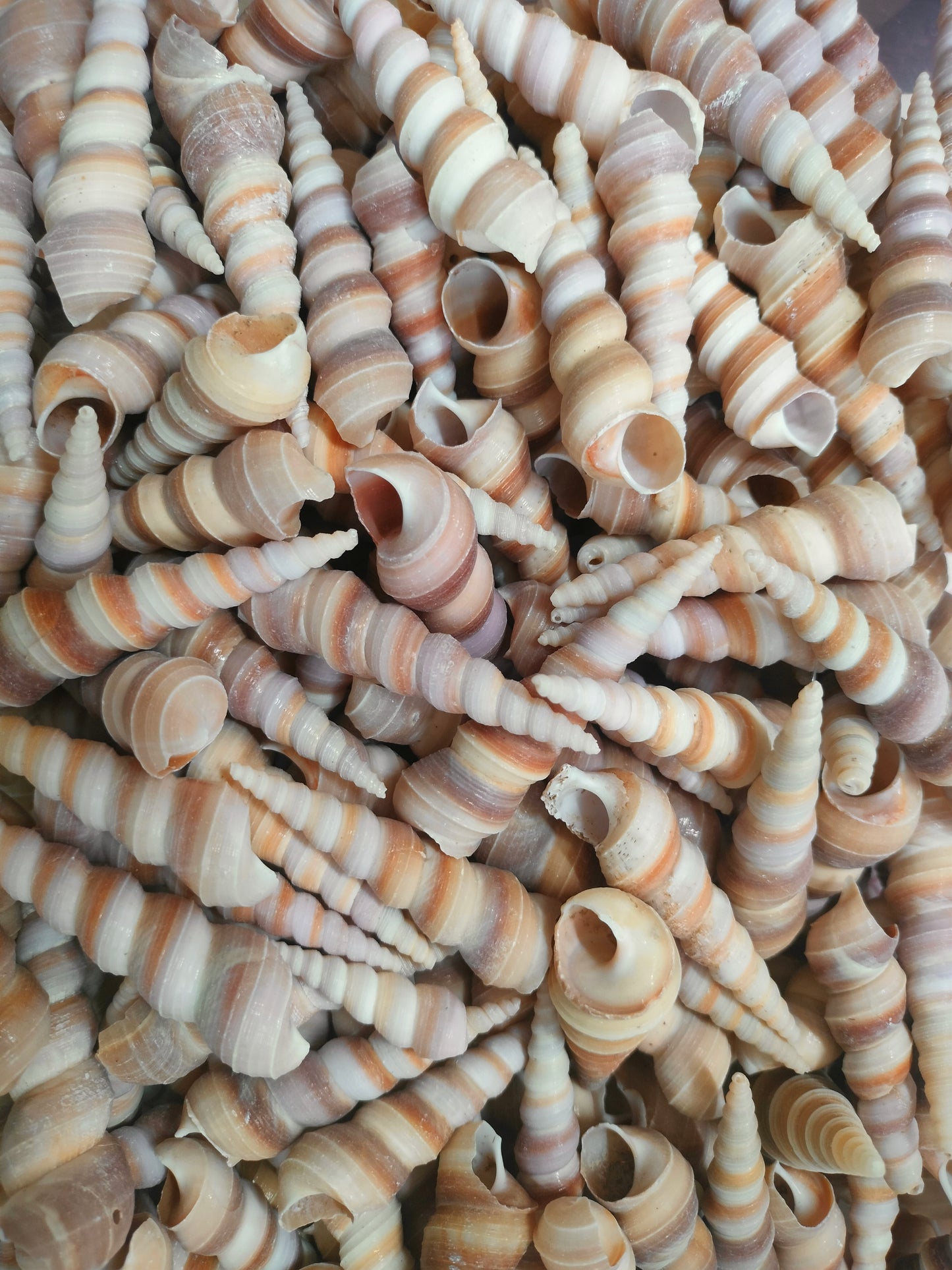 Screw Shell Medium
