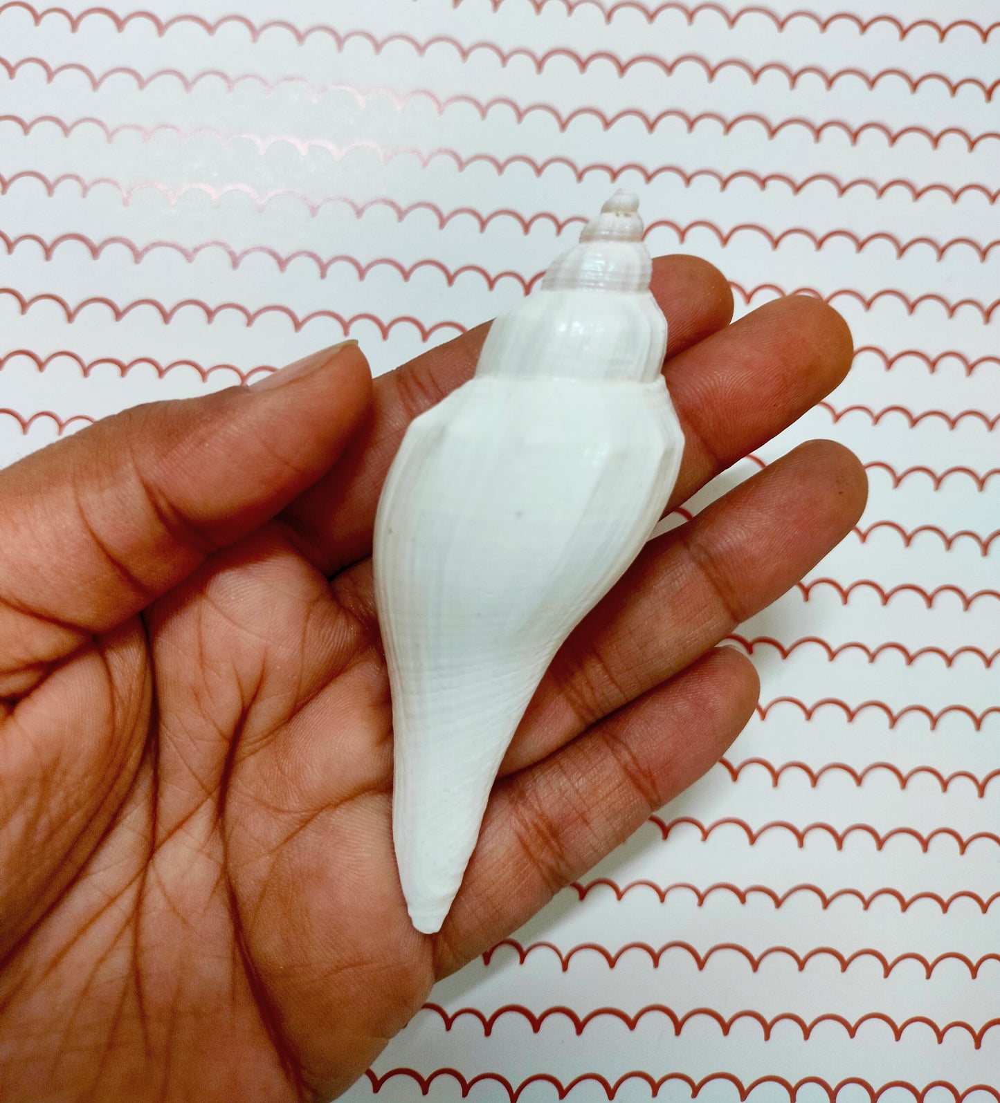 Conch Shell