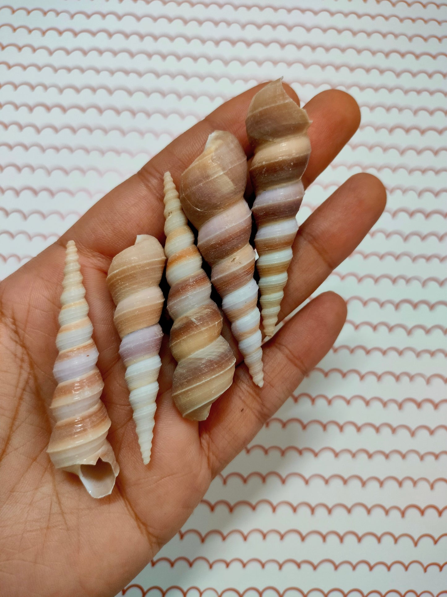 Screw Shell Medium