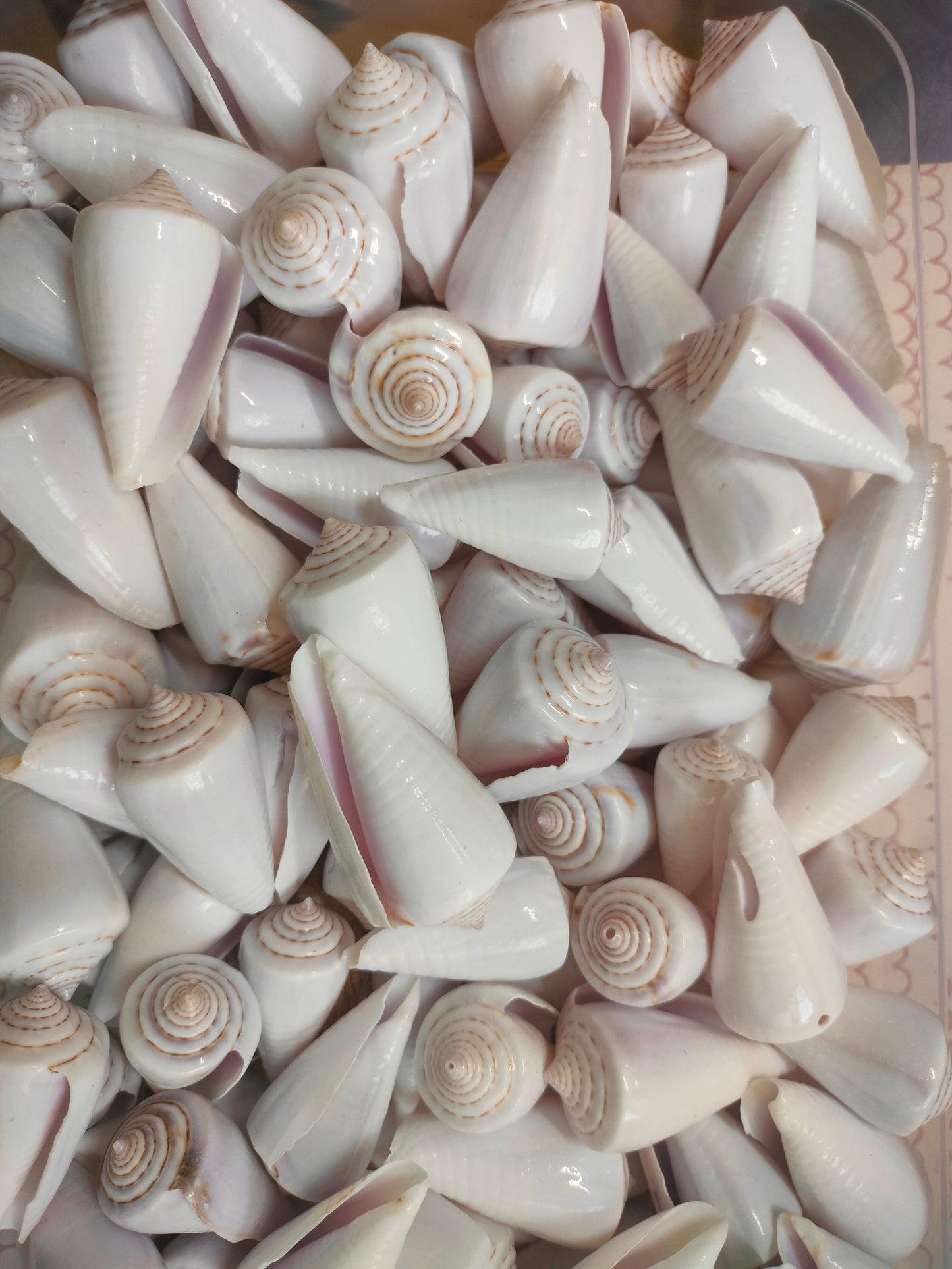 White Appoo Shell