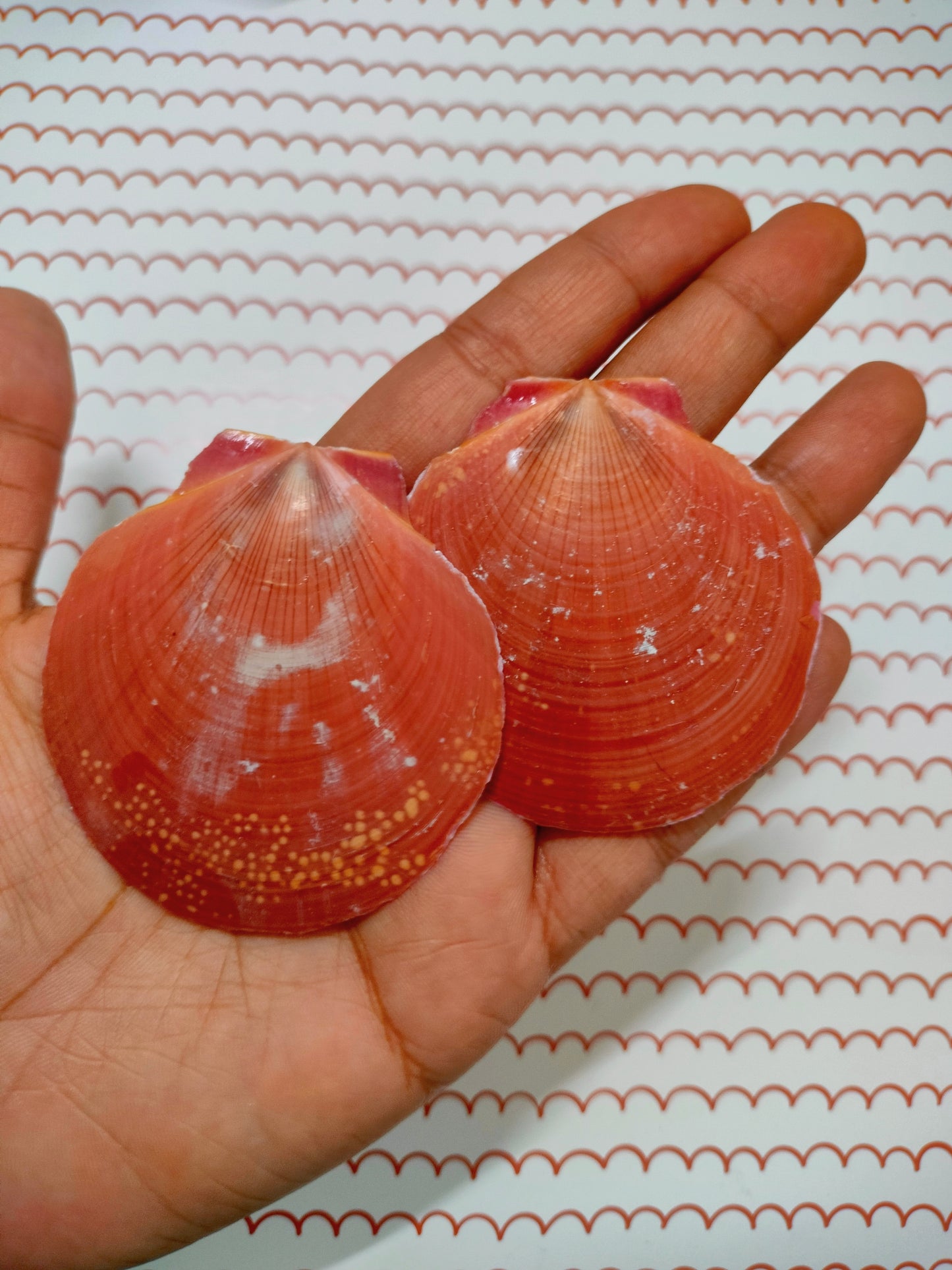 Pink Scallop Shell